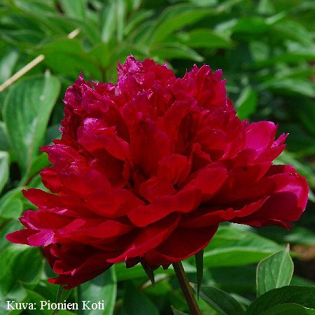 Paeonia lactiflora 'Hei Zhen Zu'